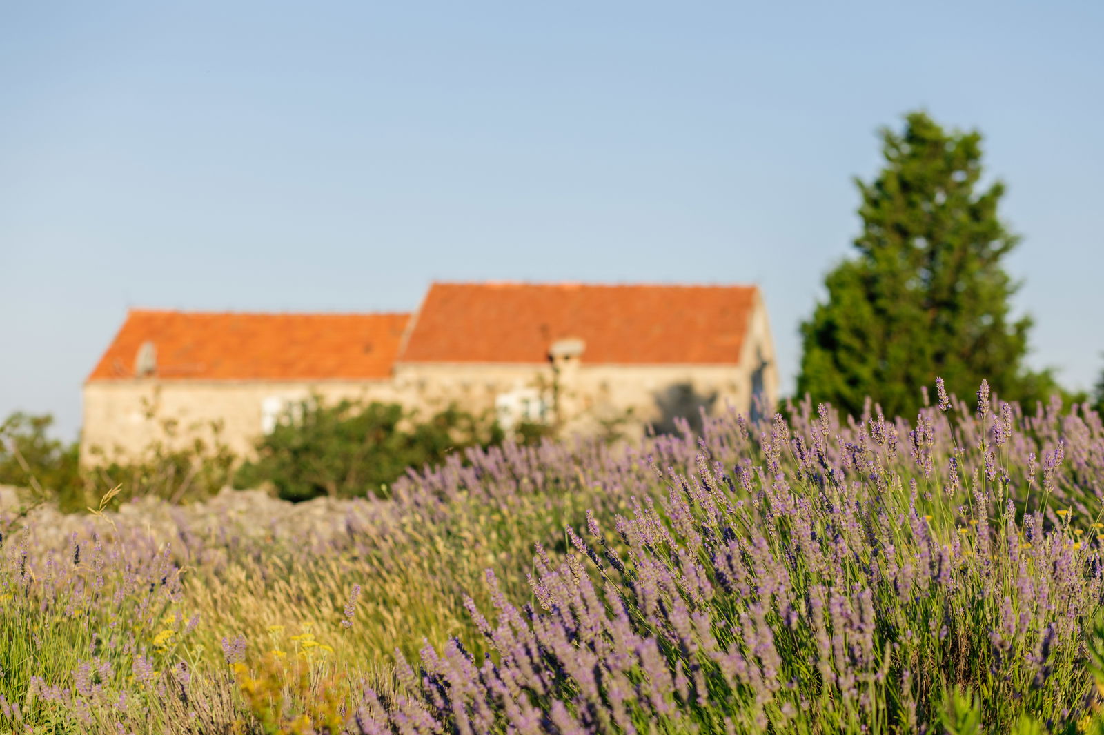 Lavender in front of St. George Court